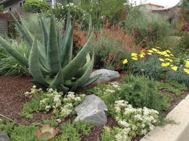 Ispirazione per un giardino xeriscape stile americano esposto in pieno sole di medie dimensioni e davanti casa con pacciame