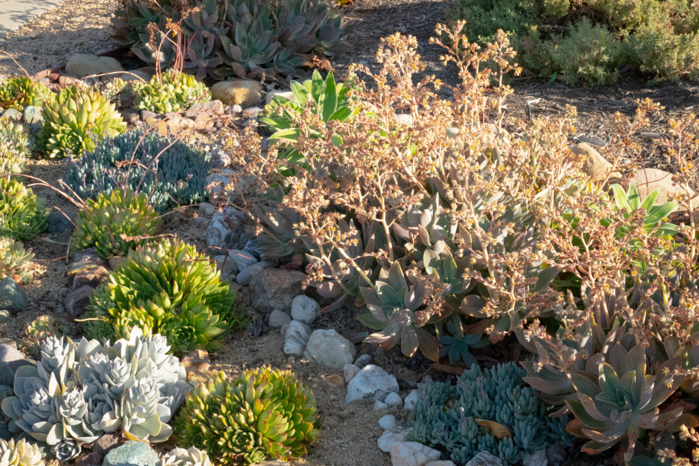На фото: солнечный засухоустойчивый сад среднего размера на переднем дворе в стиле фьюжн с пустынными растениями, хорошей освещенностью и покрытием из гальки
