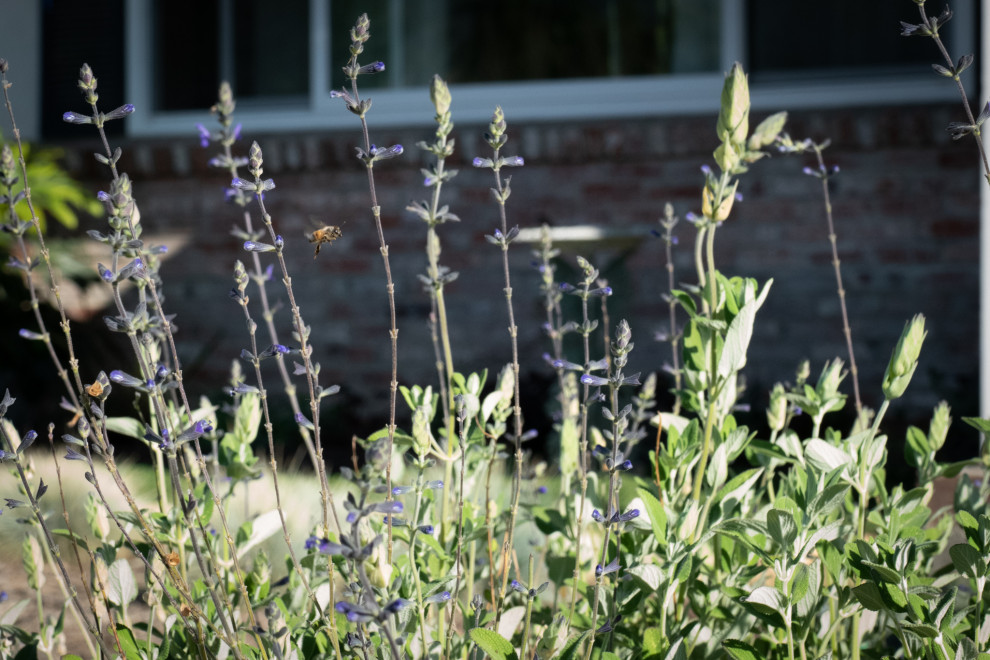 Foto di un giardino xeriscape minimalista esposto in pieno sole di medie dimensioni e davanti casa