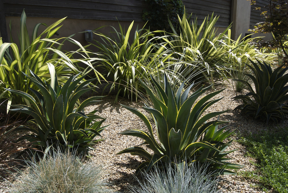 Low water succulents, grasses and flax - Contemporary - Landscape - San ...