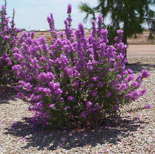 Lynn's Legacy Leucophyllum - American Southwest - Garden - Phoenix - by ...