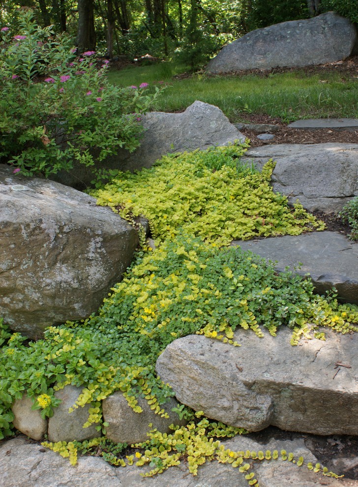 ボルチモアにあるコンテンポラリースタイルのおしゃれな庭の写真