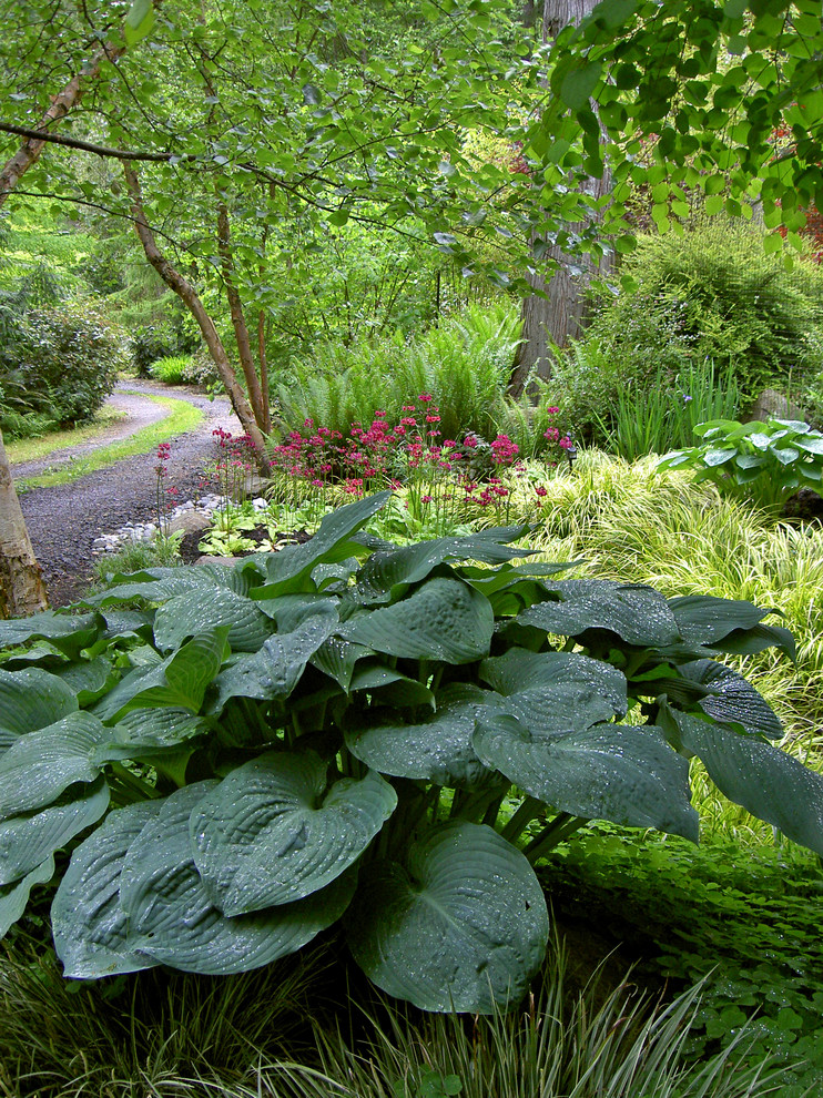 シアトルにあるコンテンポラリースタイルのおしゃれな庭 (日陰) の写真