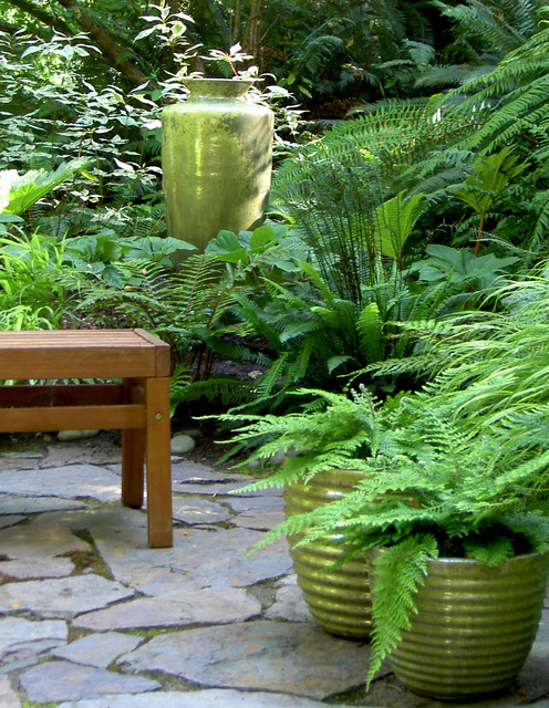 7 Fabulous Shade Loving Ferns For Containers 7 Fabulous Shade Loving Ferns For Containers