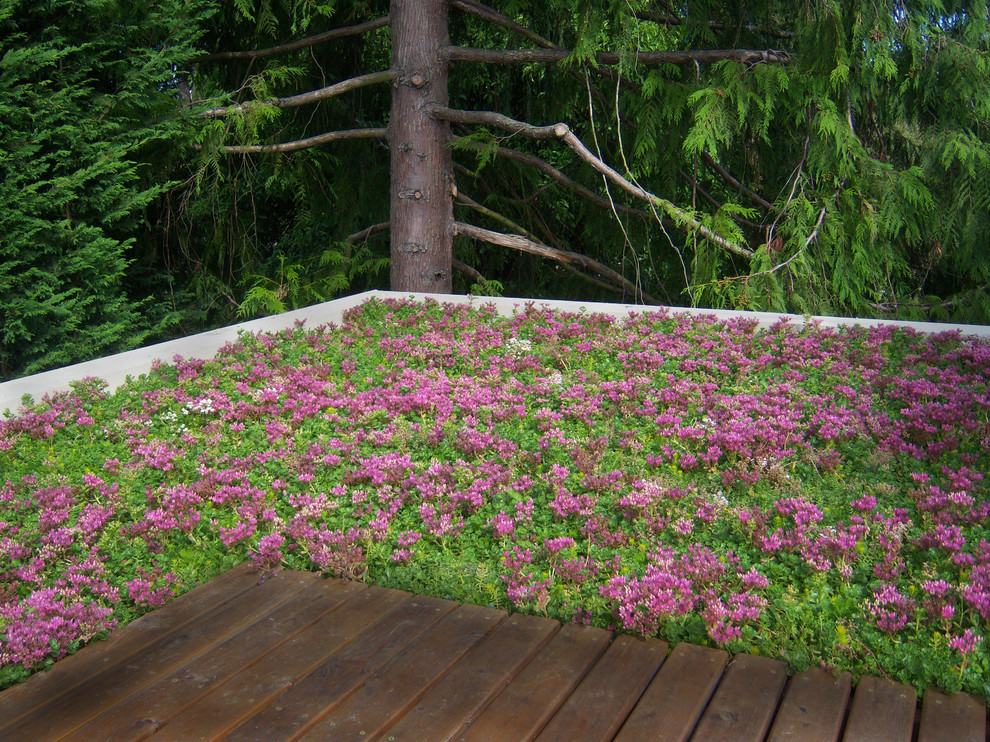 Photo of a contemporary rooftop landscaping in Seattle.