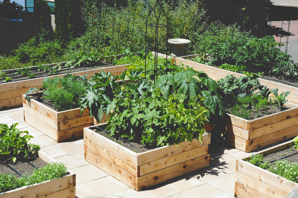 Inspiration for a small traditional roof full sun garden in Seattle with a vegetable patch and concrete paving.