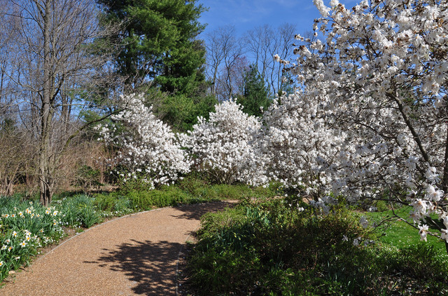 Star Magnolia, Magnolia stellata – Wisconsin Horticulture