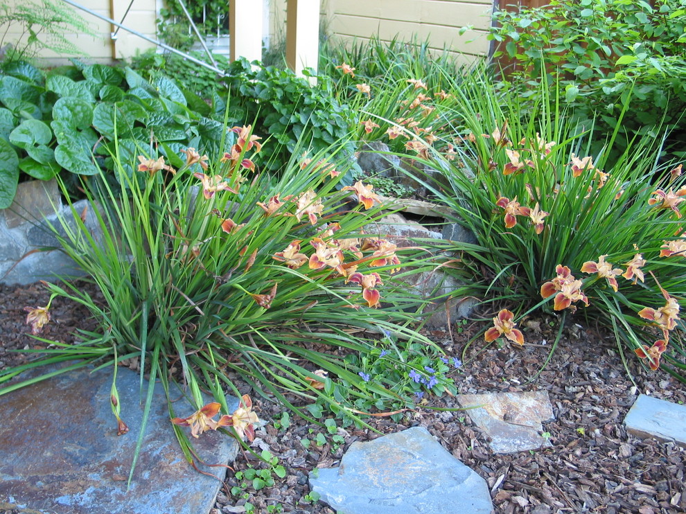 Small contemporary back fully shaded garden in San Francisco with a retaining wall and mulch.
