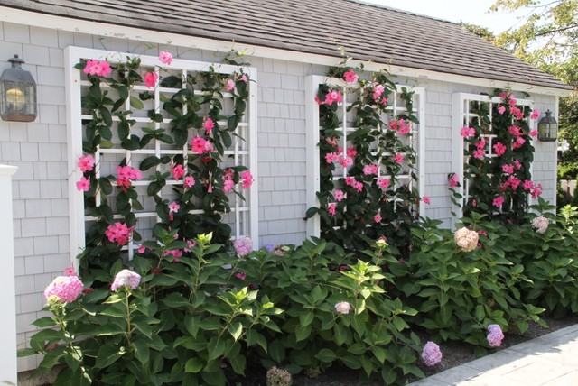 8 Flowering Vines to Plant for Nonstop Summer Blooms