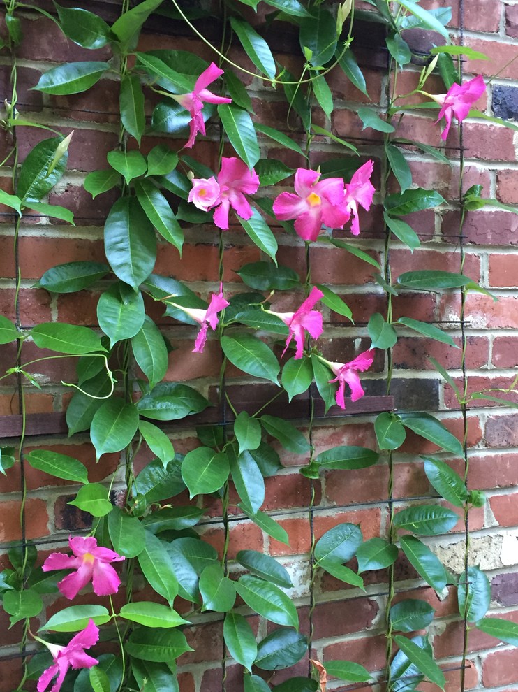 Design ideas for a small traditional front yard landscaping in Other.