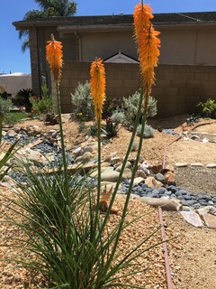 Mango Popsicle with dry river bed. - Amerikanischer Südwesten - Garten