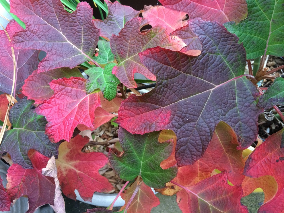 Mittelgroßer, Halbschattiger Eklektischer Dachgarten im Herbst mit Kübelpflanzen und Dielen in New York