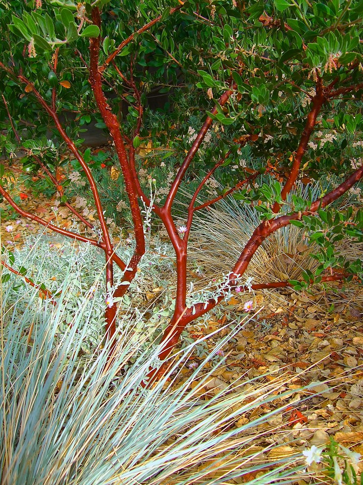 Diseño de jardín de secano bohemio de tamaño medio en otoño en patio trasero con exposición parcial al sol y adoquines de piedra natural
