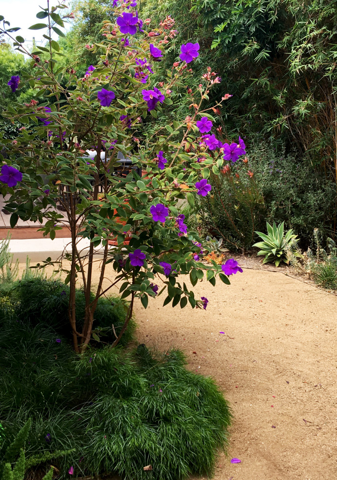 Mittelgroßer, Halbschattiger Moderner Gartenweg hinter dem Haus in Los Angeles