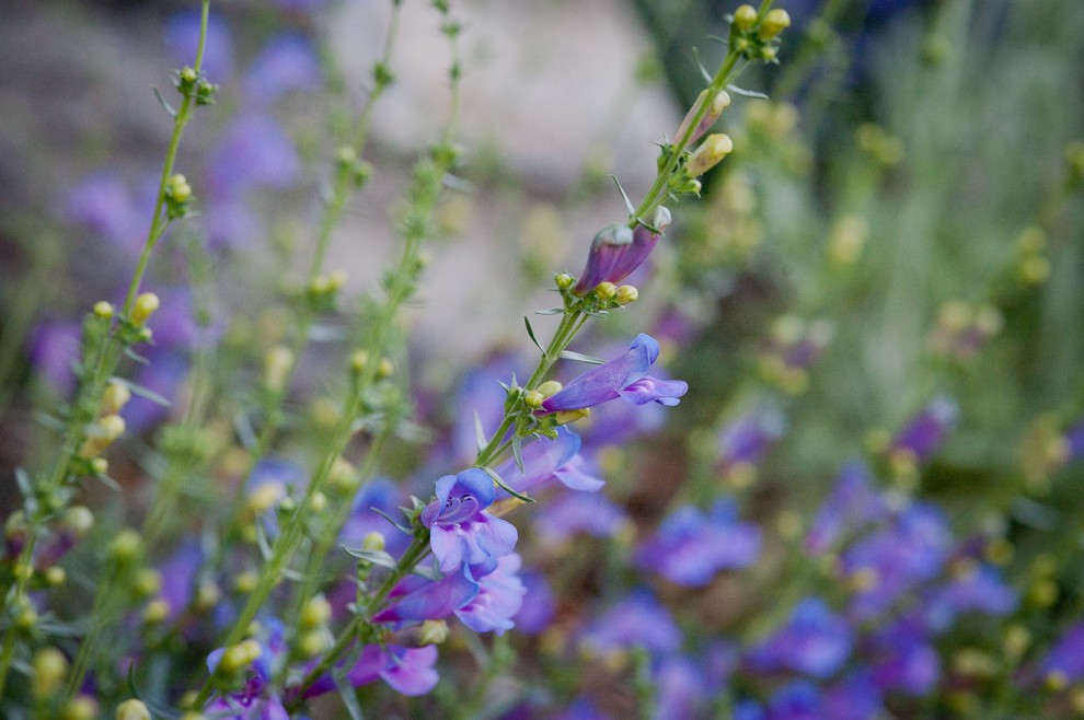 Margarita BOP Penstemon Transitional Garden Los Angeles by FormLA Landscaping Houzz UK