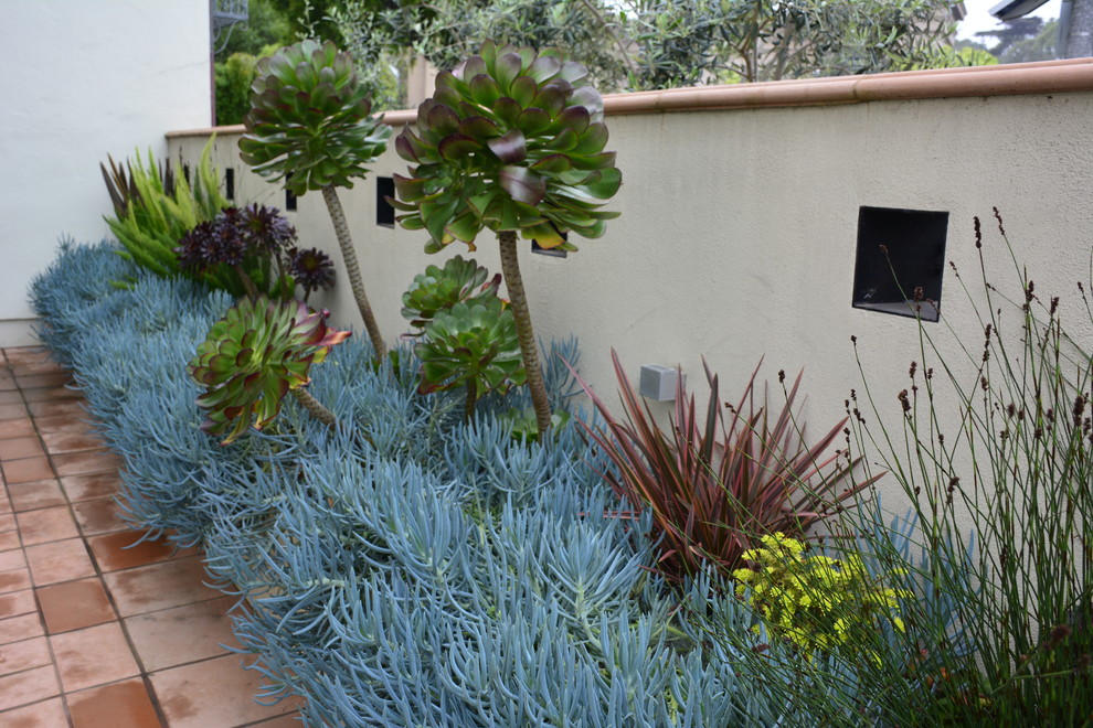 Mittelgroßer Mediterraner Gartenweg hinter dem Haus mit direkter Sonneneinstrahlung und Mulch in San Francisco