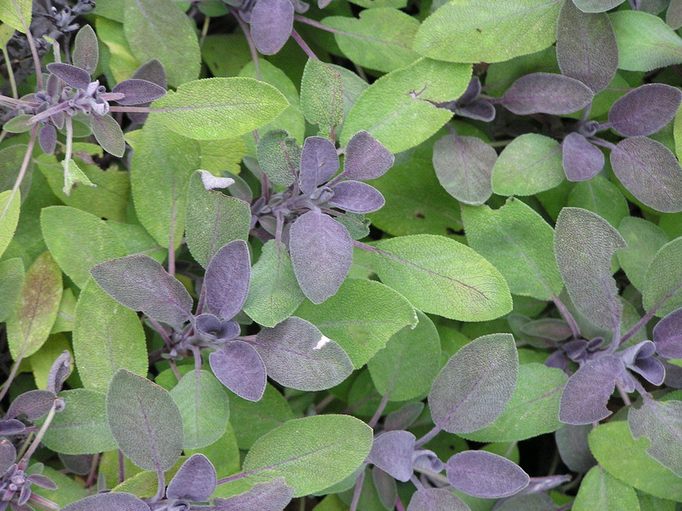 Matt Giroux Traditional Landscape Portland by LandscapeLens Houzz