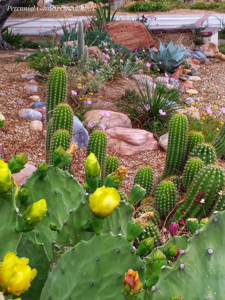 Halbschattiger Eklektischer Vorgarten mit Wüstengarten in Las Vegas