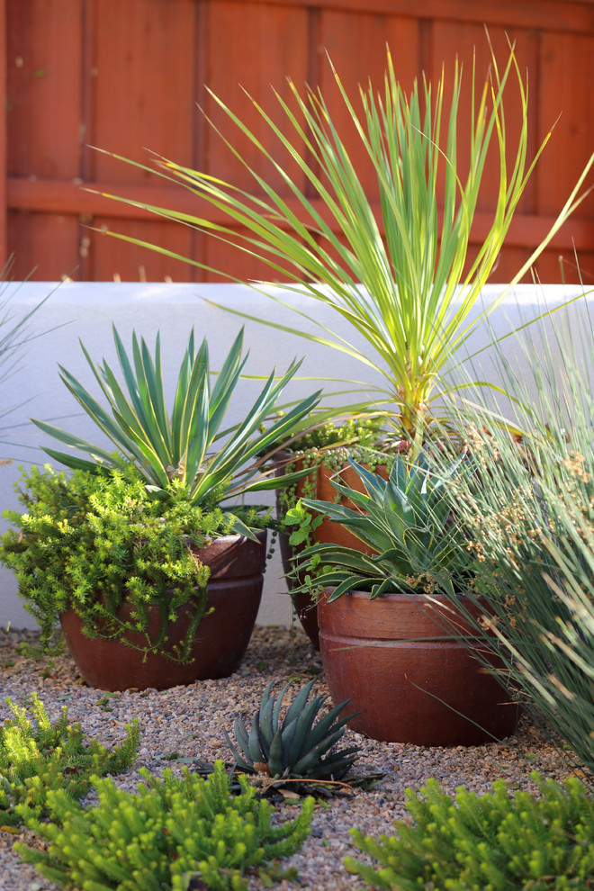 Стильный дизайн: солнечный засухоустойчивый сад среднего размера на внутреннем дворе в современном стиле с растениями в контейнерах, хорошей освещенностью и мощением тротуарной плиткой - последний тренд