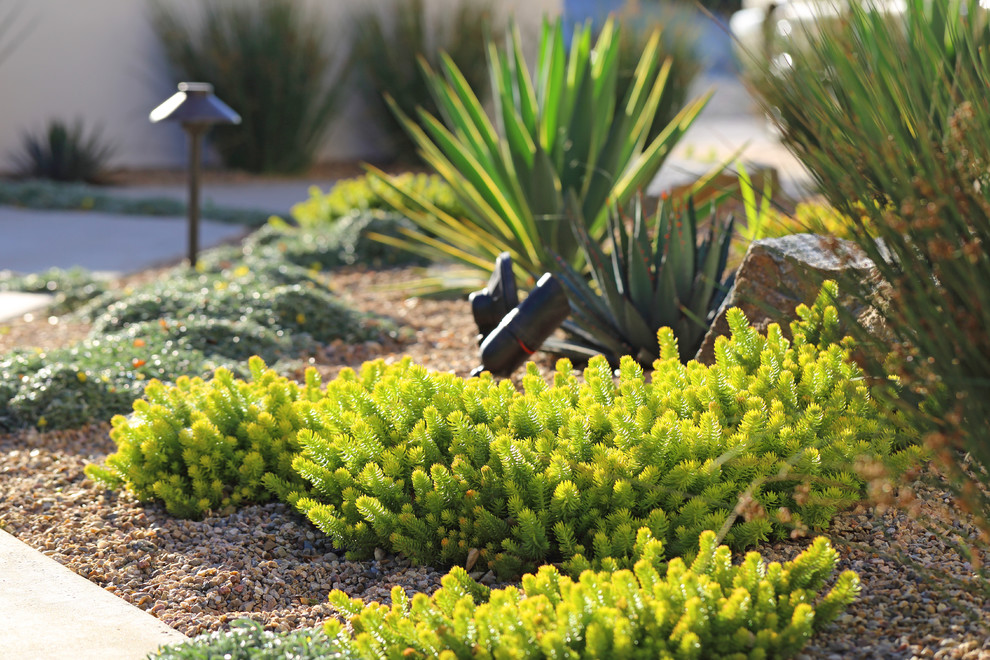 Medium sized contemporary courtyard xeriscape full sun garden in San Luis Obispo with a garden path and gravel.