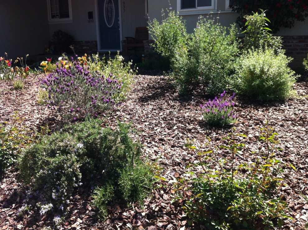 This is an example of a mediterranean front garden in San Francisco.