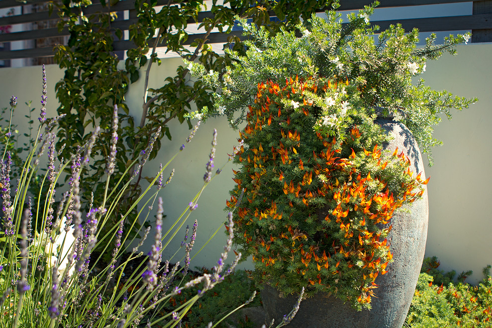 Источник вдохновения для домашнего уюта: солнечный регулярный сад среднего размера на переднем дворе в средиземноморском стиле с хорошей освещенностью