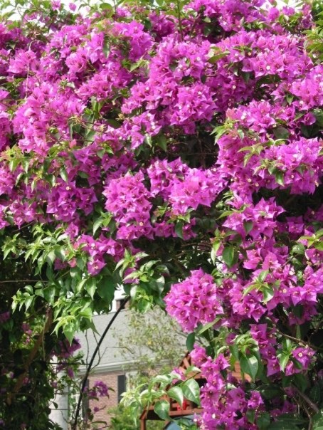 This is an example of a traditional landscaping in Houston.