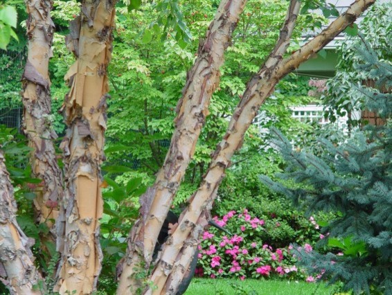 Idées déco pour un petit jardin à la française arrière classique l'été avec une exposition ensoleillée et des pavés en béton.
