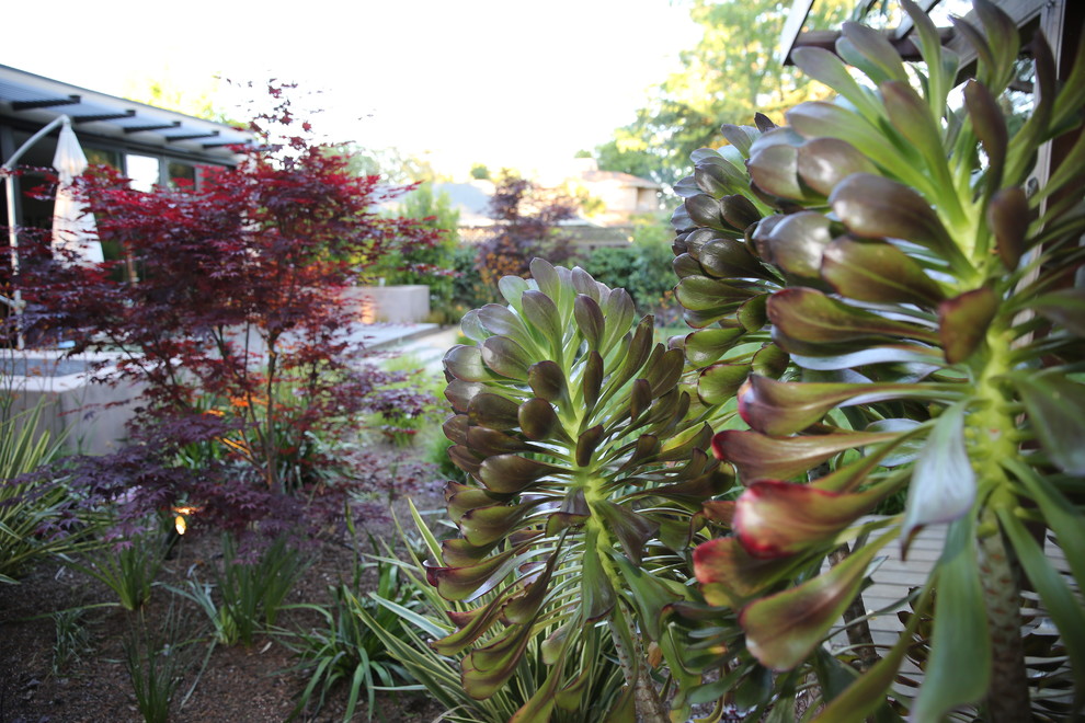 Großer Moderner Garten mit direkter Sonneneinstrahlung in San Francisco