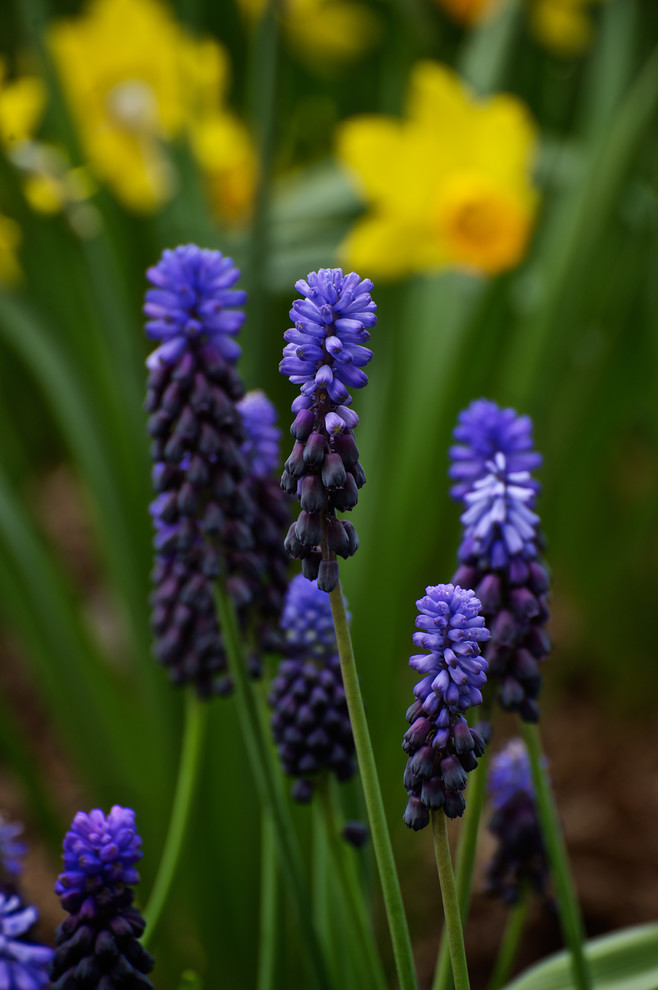 Mittelgroßer, Halbschattiger Klassischer Vorgarten im Frühling mit Blumenbeet in Milwaukee