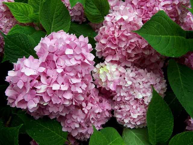 Sweeten a Summer Garden With Pink Flowers