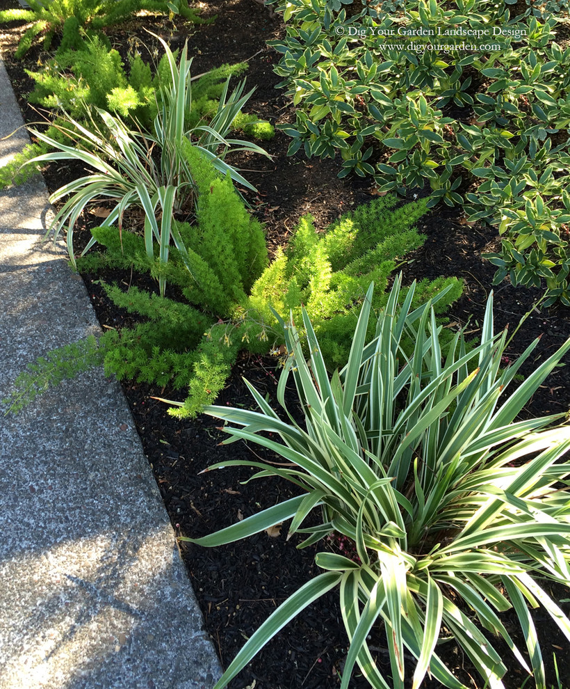 Стильный дизайн: маленький весенний засухоустойчивый сад на переднем дворе в стиле ретро с садовой дорожкой или калиткой, полуденной тенью и мощением тротуарной плиткой для на участке и в саду - последний тренд