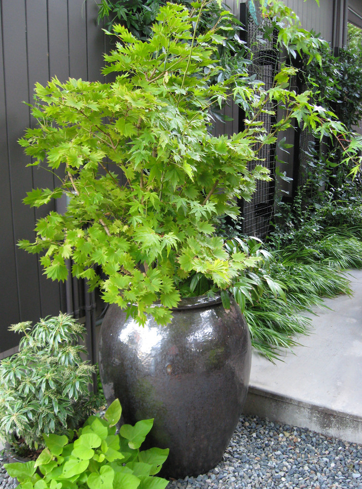 Esempio di un piccolo giardino moderno esposto a mezz'ombra dietro casa con un giardino in vaso