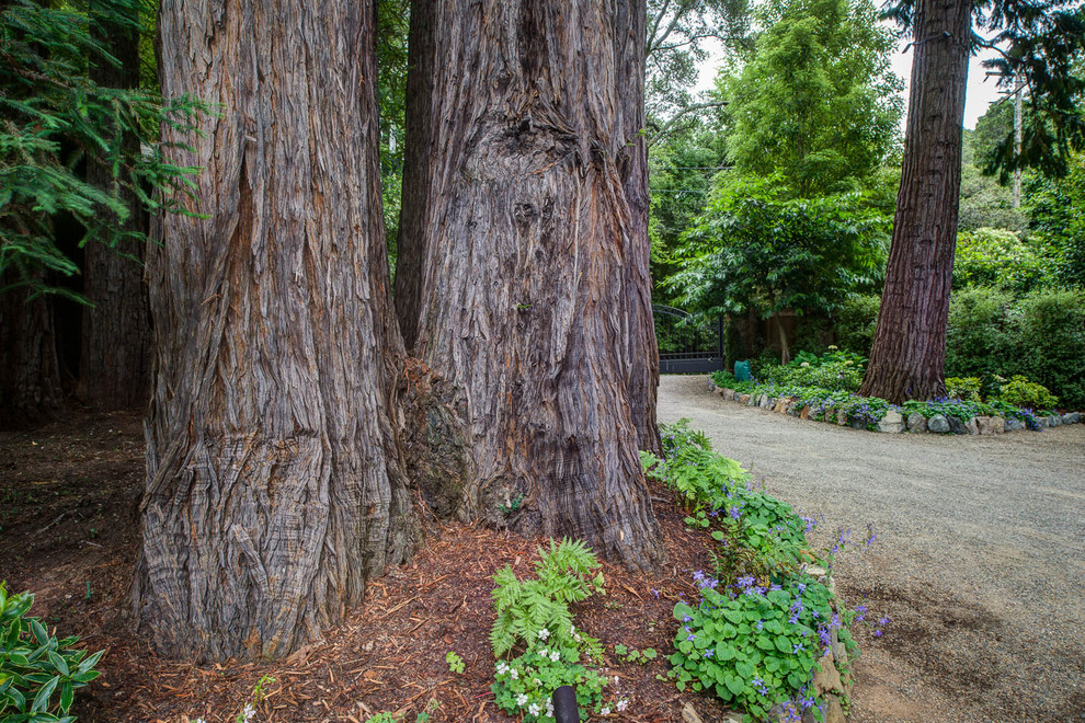 Mittelgroßer, Schattiger Klassischer Garten mit Auffahrt in San Francisco