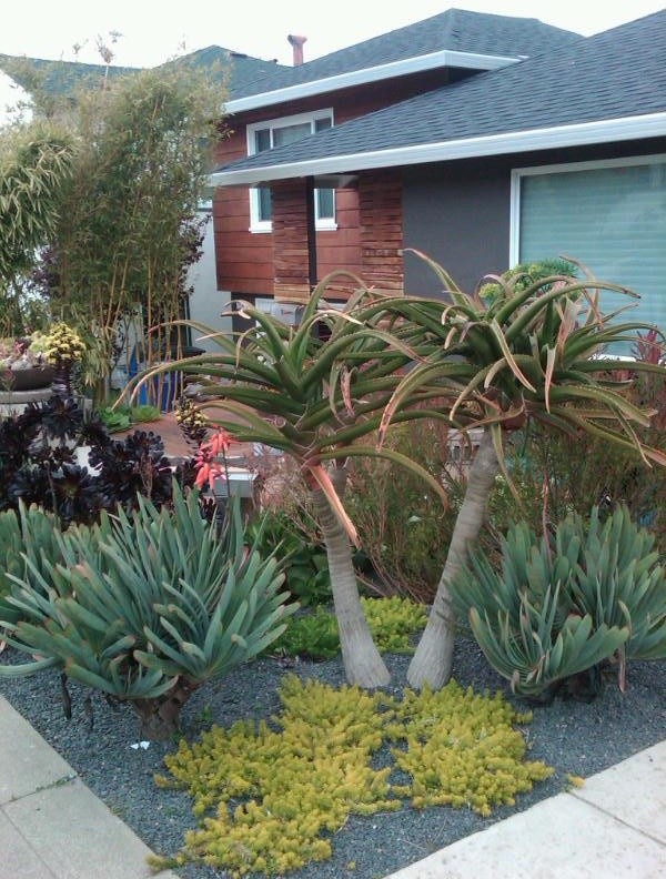 Photo of an eclectic garden in San Francisco.