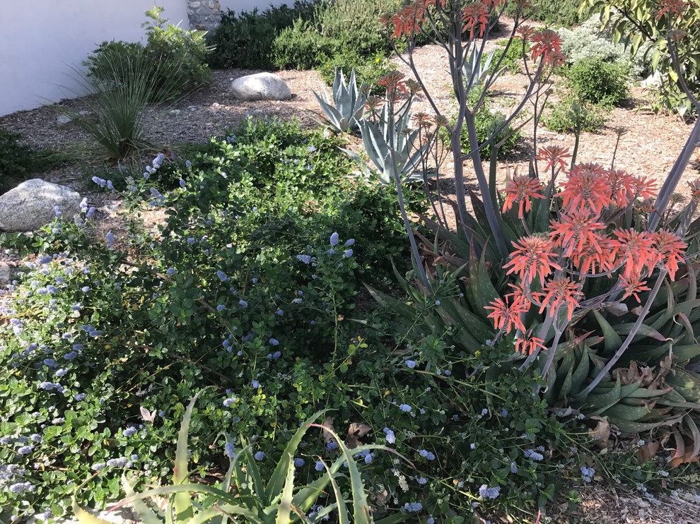Foto di un grande giardino xeriscape mediterraneo esposto a mezz'ombra davanti casa in primavera con un ingresso o sentiero e pacciame