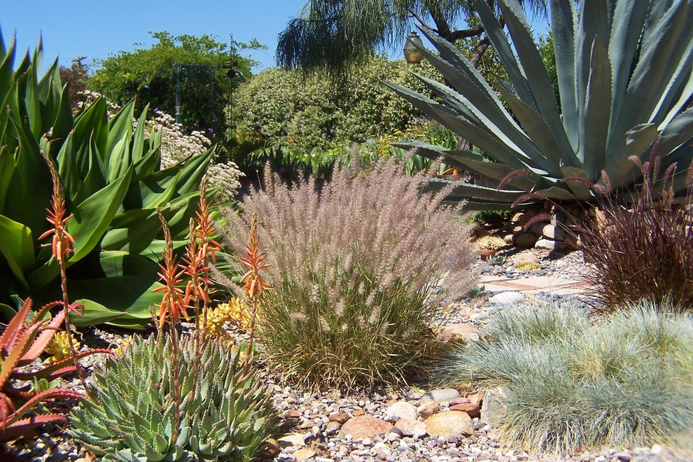 Photo of a mediterranean garden in San Diego.