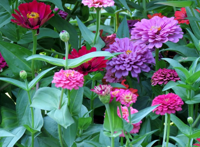 8 flores y plantas perfectas para el jardín
