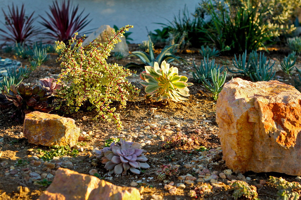 Photo of a small contemporary drought-tolerant front yard landscaping in Los Angeles.