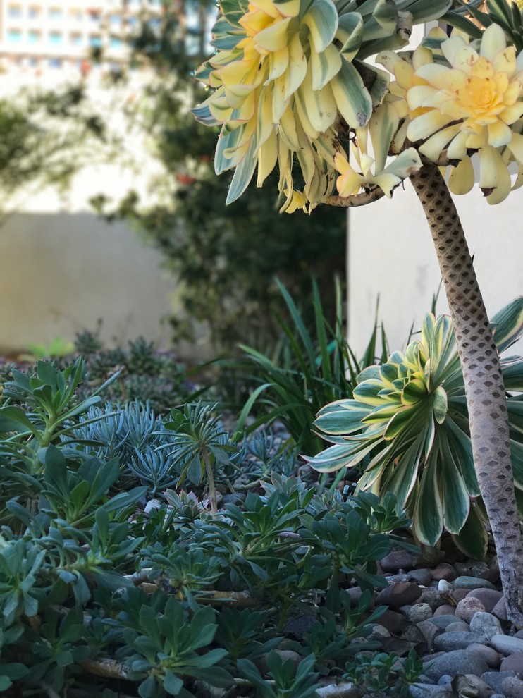 Foto de jardín de secano minimalista de tamaño medio en patio trasero con exposición total al sol y adoquines de hormigón