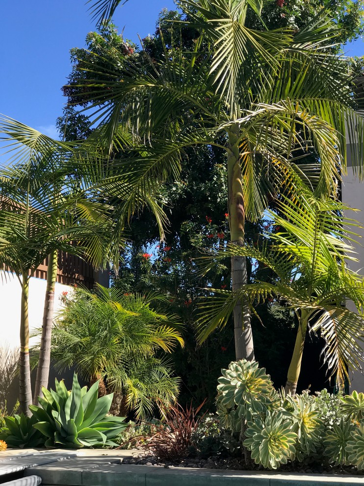 Großer Moderner Garten hinter dem Haus mit direkter Sonneneinstrahlung und Betonboden in San Diego