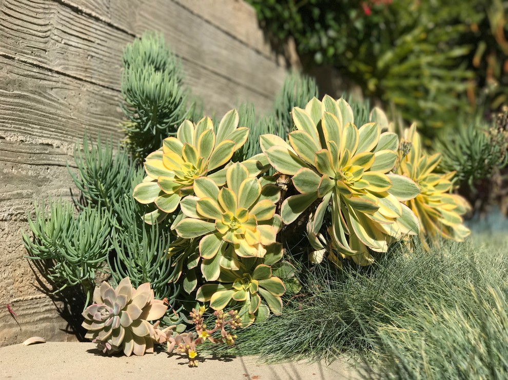 Mittelgroßer Garten hinter dem Haus mit direkter Sonneneinstrahlung und Betonboden in San Diego
