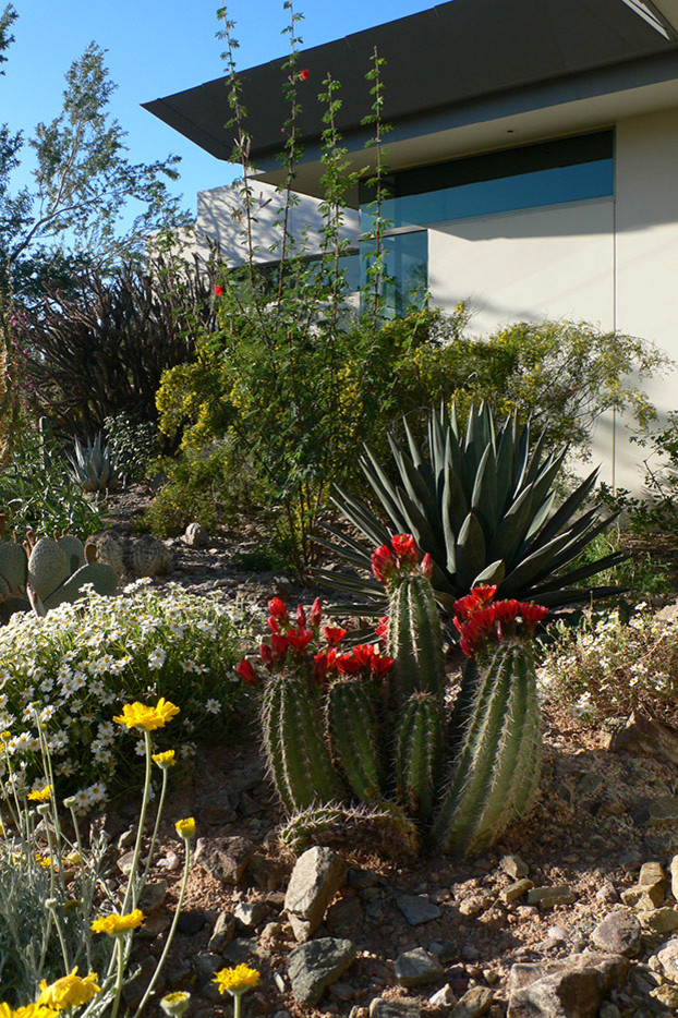 Immagine di un ampio giardino xeriscape moderno in cortile in primavera con un ingresso o sentiero