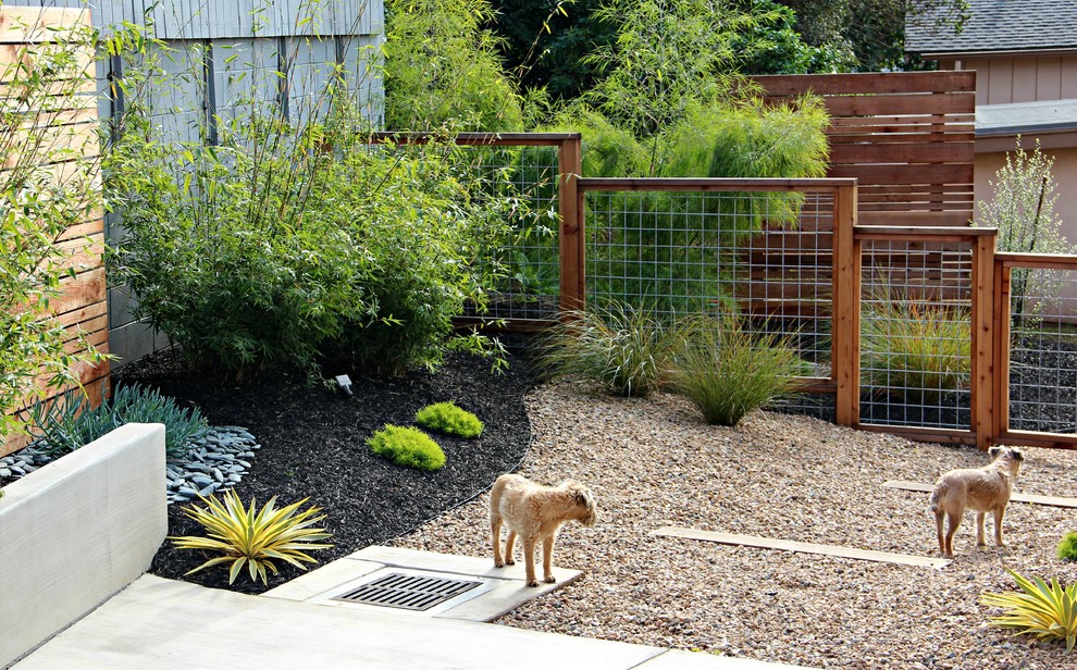 Пример оригинального дизайна: засухоустойчивый сад среднего размера на заднем дворе в стиле модернизм с полуденной тенью и покрытием из гравия