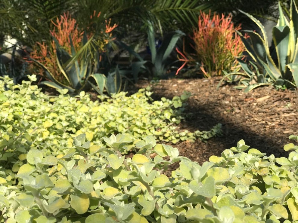 ロサンゼルスにあるラグジュアリーな巨大な、春のコンテンポラリースタイルのおしゃれな前庭 (ゼリスケープ、庭への小道、半日向、マルチング舗装) の写真