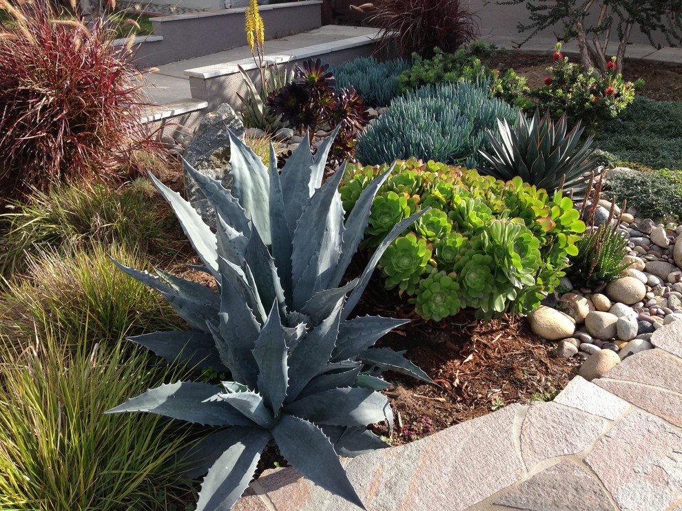 This is an example of a small modern front full sun garden in San Diego with a garden path and natural stone paving.