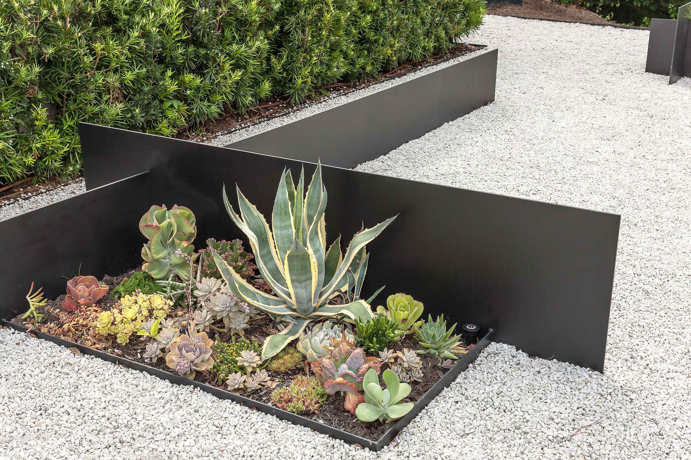 Foundation Plantings Contemporary - Photos & Ideas | Houzz