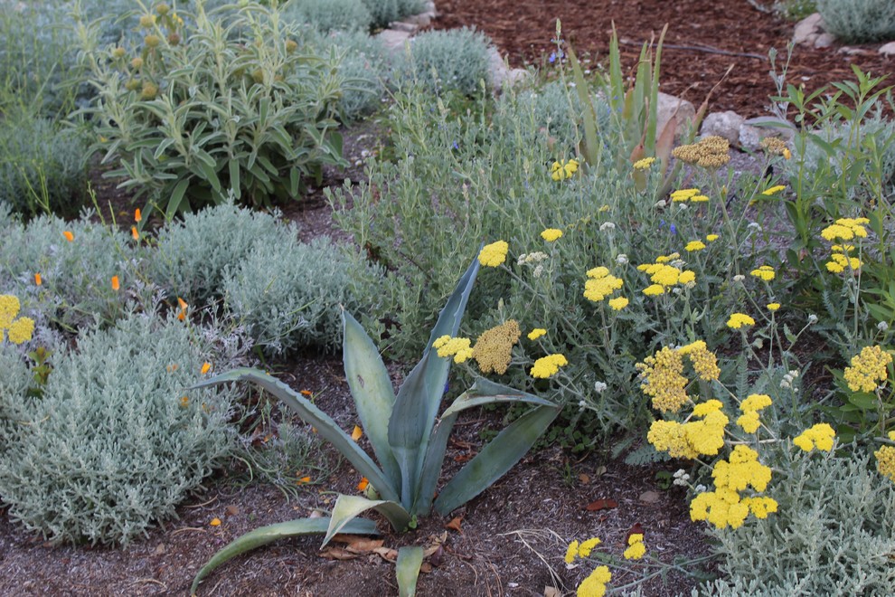 Diseño de jardín de secano retro de tamaño medio en primavera en patio trasero con exposición total al sol y mantillo