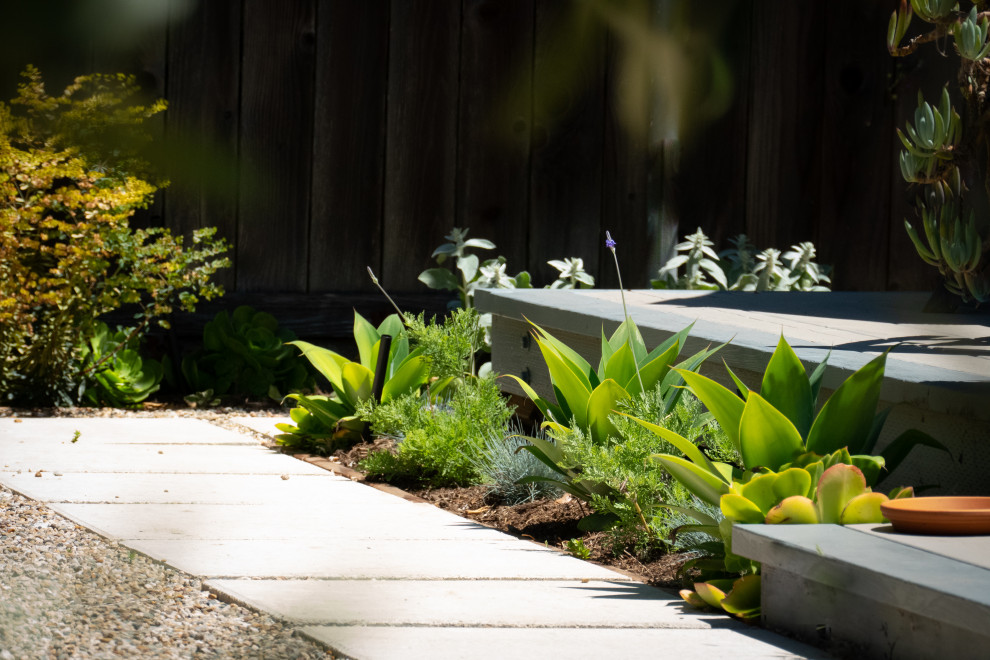 Источник вдохновения для домашнего уюта: засухоустойчивый сад среднего размера на заднем дворе в современном стиле с дорожками и мощением тротуарной плиткой