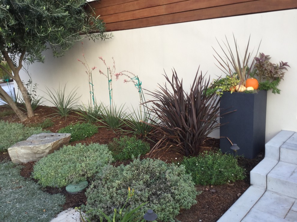 Diseño de jardín de secano minimalista pequeño en patio trasero con exposición total al sol